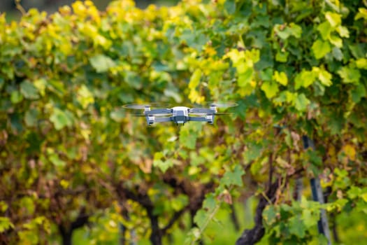 Smart agriculture controlled by Drone over Cognac wine vineyards. High quality photo