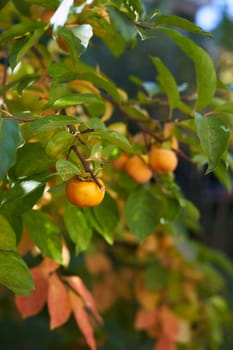 Persimmon ripens on the green branches of a tree in the garden. High quality photo