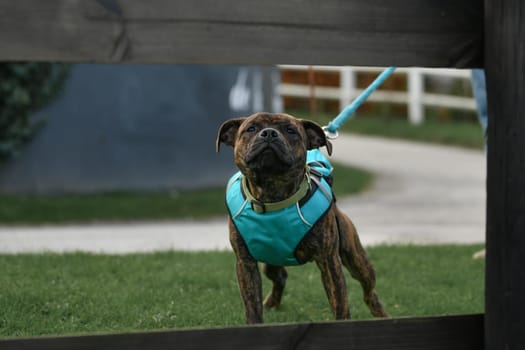 Staffordshire terrier walks in the park on a leash