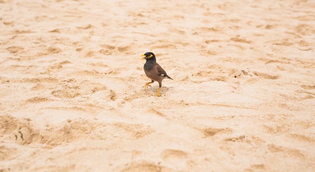 Hill Myna on the beach. Bird standing on the sand