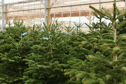 Christmas trees for sale on a market