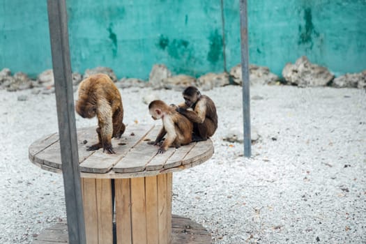 three monkeys sit on a wooden circle and clean each other