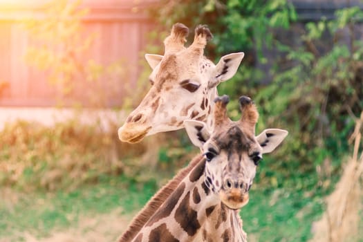 Close up portrait of a giraffe camelopardalis in nature and zoo