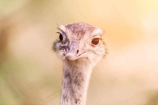 Ostrich head close up, an autumn weather park outdoors