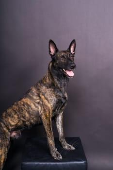 Dutch Shepherd Puppy Dog portrait in a studio closeup, dark background