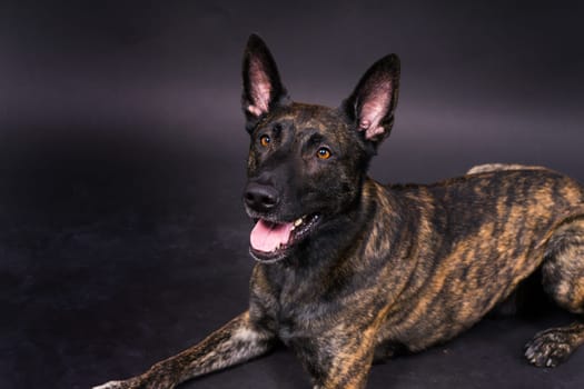 Dutch Shepherd Puppy Dog portrait in a studio closeup, dark background