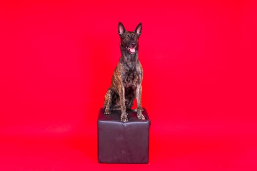 Dutch Shepherd Puppy Dog portrait in a studio closeup, dark background