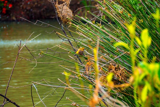 Asian Golden Weaver male ( Ploceus hypoxanthus ).. birds standing on top of dry grass