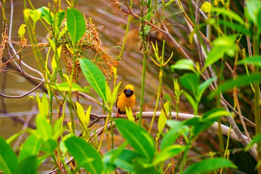 Asian Golden Weaver male ( Ploceus hypoxanthus ).. birds standing on top of dry grass