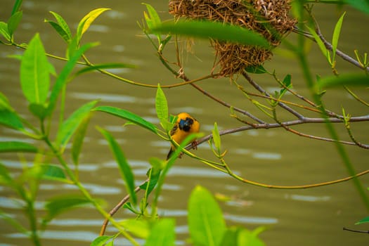 Asian Golden Weaver male ( Ploceus hypoxanthus ).. birds standing on top of dry grass