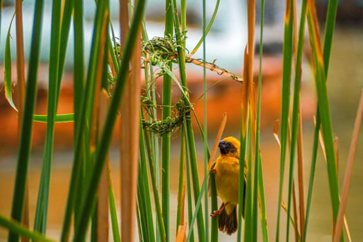 Asian Golden Weaver male ( Ploceus hypoxanthus ).. birds standing on top of dry grass