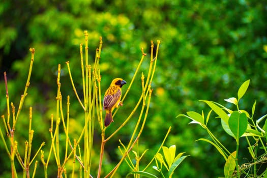 Asian Golden Weaver male ( Ploceus hypoxanthus ).. birds standing on top of dry grass