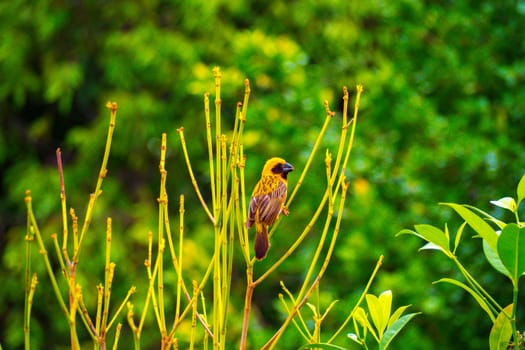 Asian Golden Weaver male ( Ploceus hypoxanthus ).. birds standing on top of dry grass