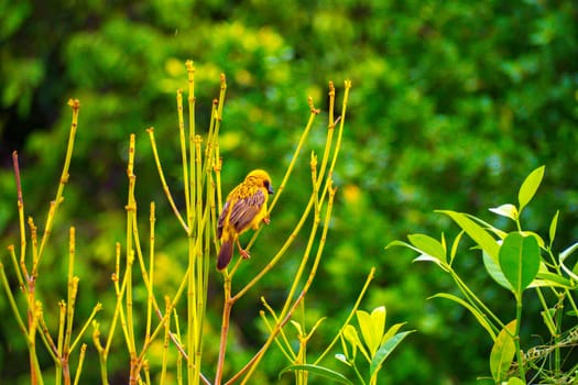 Asian Golden Weaver male ( Ploceus hypoxanthus ).. birds standing on top of dry grass