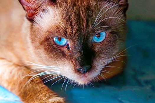 Close-up portrait of beautiful siamese cat with blue eyes.