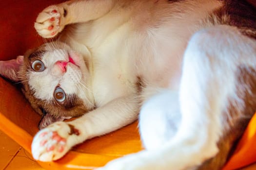 Close up of playful beautiful brown and white cat with stunning blue eyes in pottery