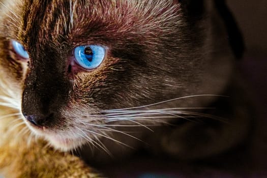 Close-up portrait of beautiful siamese cat with blue eyes.