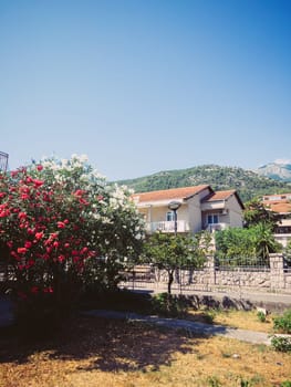 Blooming red and white bushes near the house at the foot of the mountains. High quality photo