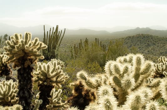 Desert Cacti Flourish in Southwest Arizona