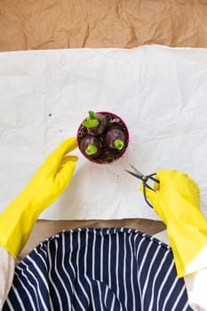 A girl in a striped apron transplants hyacinth bulbs from a pot, planting hyacinth bulbs with garden tools