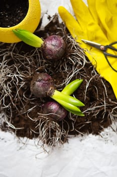 The hyacinth bulbs lie on the ground with scissors and gloves as they are transplanted into a pot