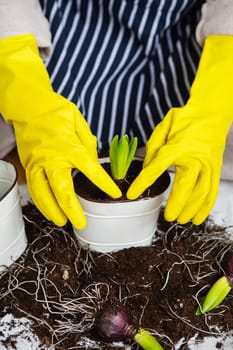 A girl in yellow gloves holding a transplanted hyacinth in a pot against the background of a striped apron