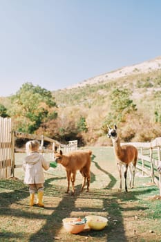 Little girl hands a cabbage leaf to a brown alpaca near a pen in a pasture. High quality photo