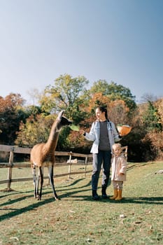 Little girl stands near her mother feeding a brown llama a cabbage leaf. High quality photo