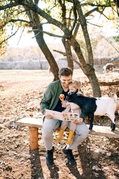 Little goatling stands on a bench next to dad reading a book to a little girl and reaches for the apple in her hand. High quality photo