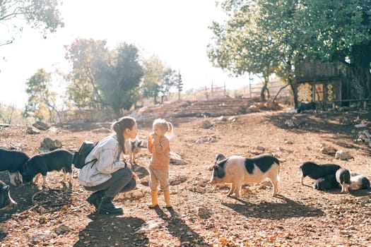 Mom squats near a little girl gnawing an apple near grazing fluffy pigs. High quality photo
