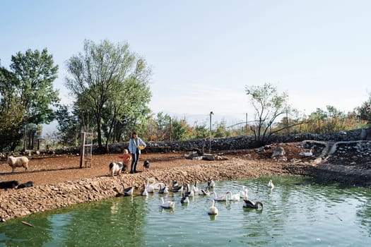 Small piglets watch mother and little girl feeding a flock of geese in a pond. High quality photo