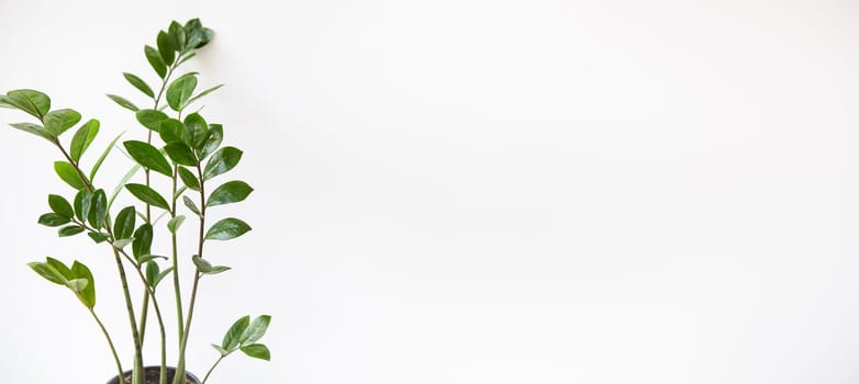 Gardening concept. Vertical photo of a Zamioculcas houseplant growing in a white pot. Banner, place for text