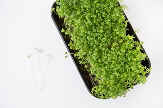 Selective focus, top view. Beautiful green microgreen leaves. Germination of microgreen seeds at home. Vegan and healthy food concept