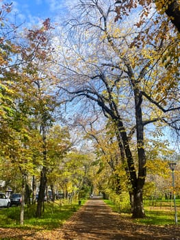 avenue of yellow trees in the park in autumn.