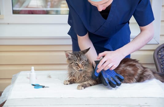 The veterinarian combs the Maine Coon cat with gloves, provides grooming and regular care for purebred pets, provides first aid, and removes parasites, fleas and ticks, High quality photo
