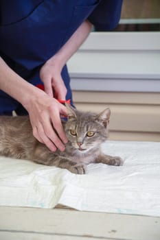 veterinarian combs a street gray kitten at the volunteer aid station free cat help, gives him first aid removes parasites, fleas, ticks. High quality photo