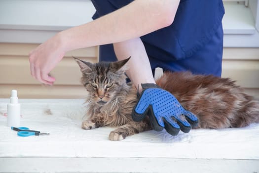 The veterinarian combs the Maine Coon cat with gloves, provides grooming and regular care for purebred pets, provides first aid, and removes parasites, fleas and ticks, High quality photo