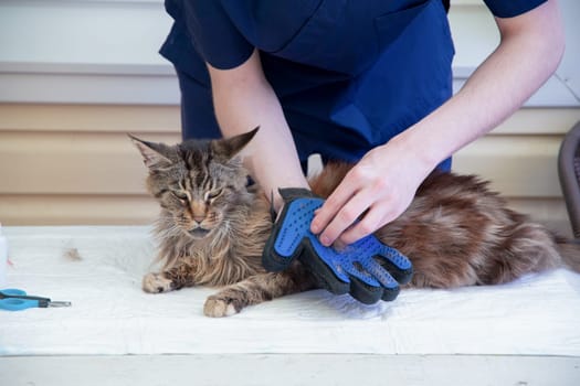 The veterinarian combs the Maine Coon cat with gloves, provides grooming and regular care for purebred pets, provides first aid, and removes parasites, fleas and ticks, High quality photo