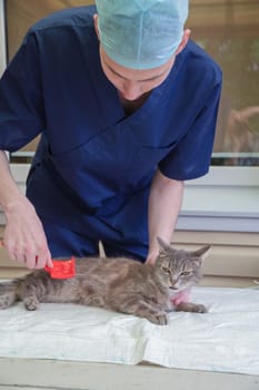 veterinarian combs a street gray kitten at the volunteer aid station free cat help, gives him first aid removes parasites, fleas, ticks. High quality photo