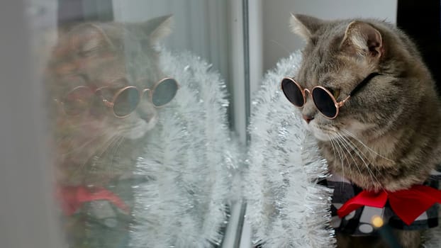 Scottish straight eared cat with red tie bow, glasses on New Year's holiday, celebrating Christmas. Pet sitting on the windowsill at home