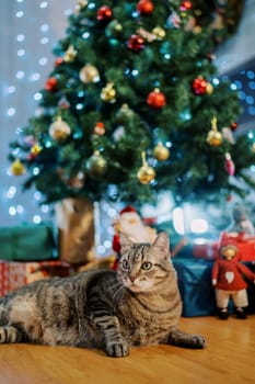 Big tabby cat lies on the floor under a decorated Christmas tree and looks away. High quality photo