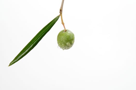 green olive with dewdrops on the branch of an olive tree isolated on a white background