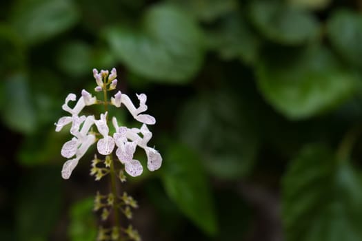 closeup of the flower of the money plant, Plectranthus verticillatus, in the foreground with the plant in the background