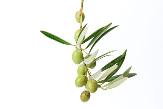 olive branch with green olives with dewdrops isolated on white background