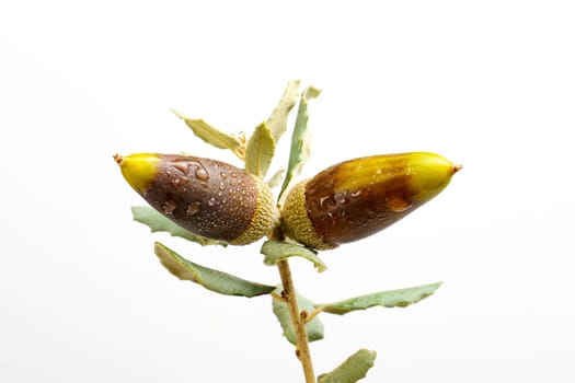 ripe acorns with dewdrops on the branch of an oak isolated on a white background