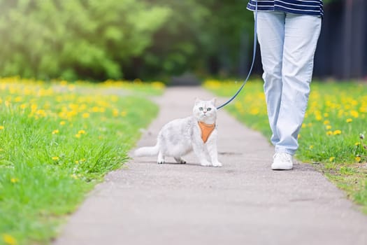 cute white British cat, walking with the owner in the park, in spring, dressed in an orange harness. Close up. copy space