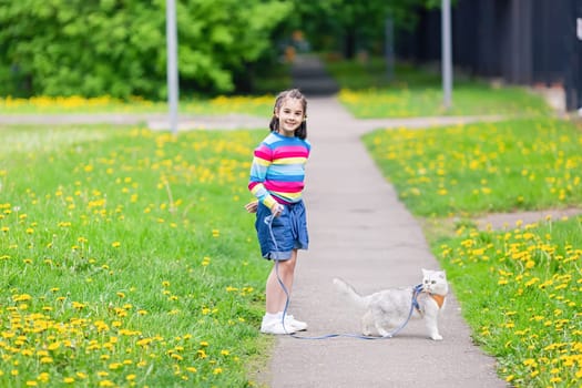 A happy little girl walks an adorable white British cat, dressed in an orange harness, in the park in spring. Copy space