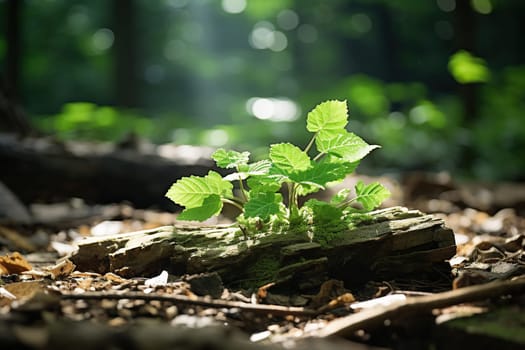 Flora of forest land close-up, nature ecology.