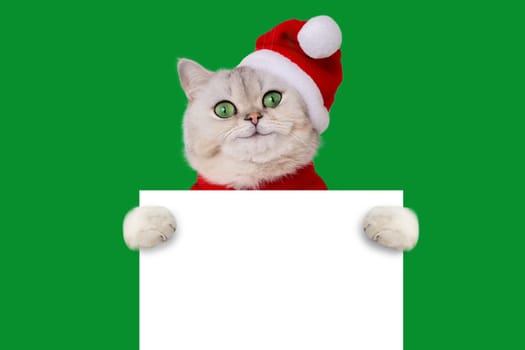 Funny smile cat wearing a red santas hat holds a white blank banner mock up, isolated on green background. Copy space