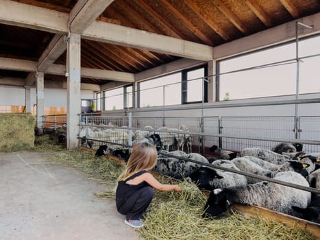 Little girl crouched near the fence of the paddock and feeds the sheep with hay. High quality photo